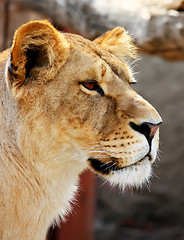 Image showing Female lion portrait isolated