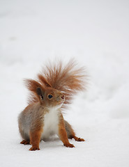 Image showing Squirrel on the snow