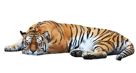 Image showing Tiger isolated lies