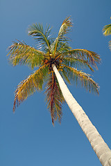 Image showing palm in the sky