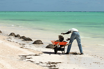 Image showing cleaning the beach