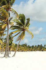 Image showing tropical trees