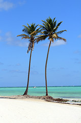 Image showing coconut trees