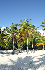 Image showing coconut beach