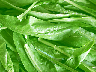 Image showing Salad picture