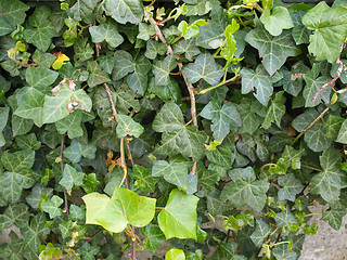 Image showing Ivy picture