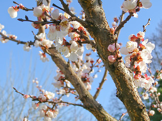 Image showing Fruit tree flowers