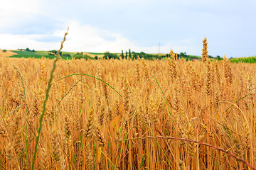 Image showing Wheat Field