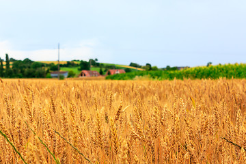 Image showing Wheat Field