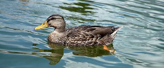 Image showing Duck in the water