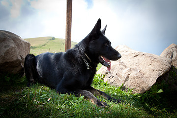 Image showing Black German Shepherd - Italian Alps 