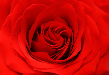 Image showing red rose