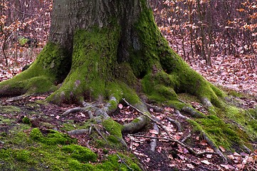 Image showing Tree roots