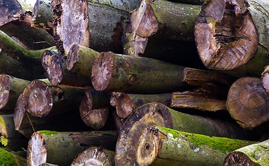 Image showing A heap of trunks