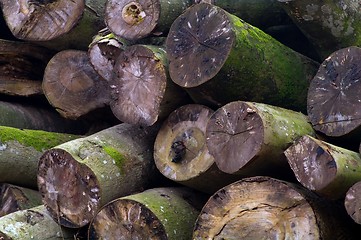 Image showing A heap of trunks