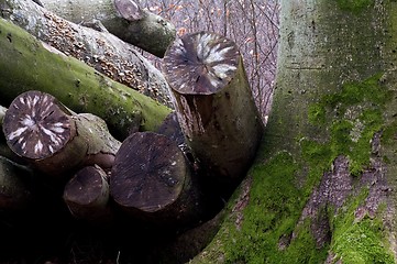 Image showing A heap of trunks