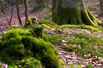 Image showing Moss covering the ground