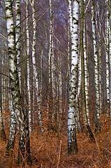 Image showing Birch trunks