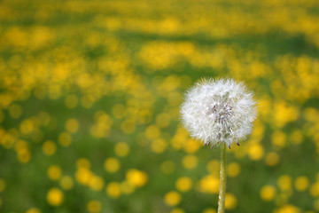 Image showing Dandelion seedhead