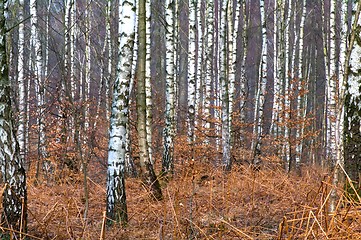 Image showing Birch trunks