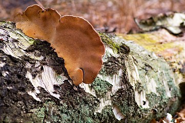 Image showing Birch trunk