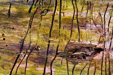 Image showing Effects of a birch bark beetle, Scolytus ratzeburgi