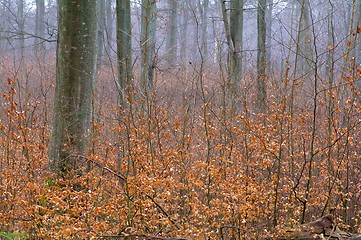 Image showing Beech trunks in a forest