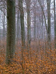 Image showing Beech trunks in a forest