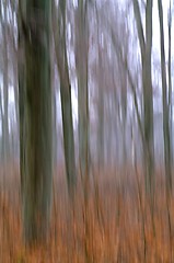 Image showing Beech trunks, movement blur