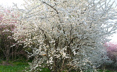 Image showing Flowering trees