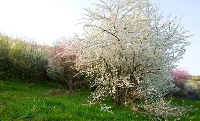 Image showing Flowering trees