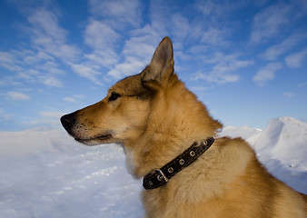 Image showing Portrait of a dog collar in profile