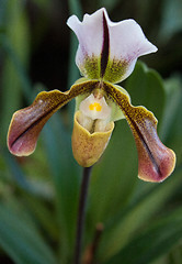 Image showing Paphiopedilum