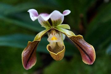 Image showing Paphiopedilum