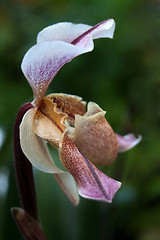 Image showing Paphiopedilum