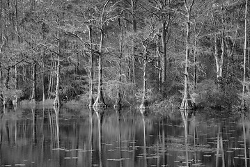 Image showing Swmp trees