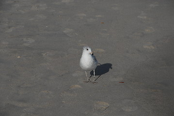 Image showing Sea gull