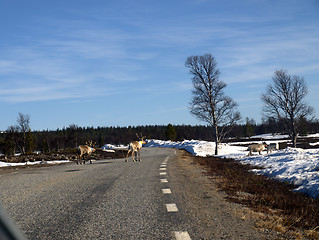 Image showing Reindeers crossing the road