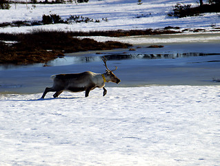 Image showing Reindeer in spring landscape