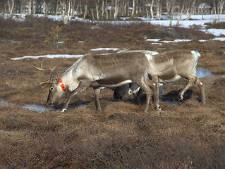 Image showing Reindeers pasturing