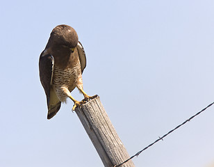 Image showing Swainson Hawk