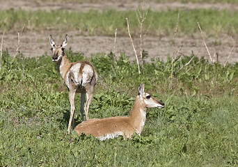 Image showing Pronghorn Antelope With Young