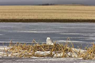 Image showing Snowy Owl Perched FrozenPond