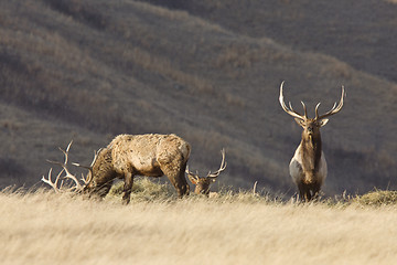 Image showing Bull Elk