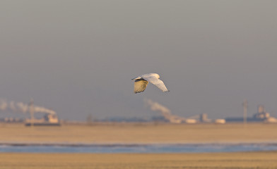 Image showing Snowy Owl in Flight pollution in background