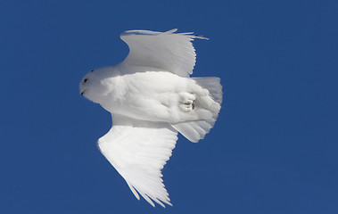 Image showing Snowy Owl in Flight