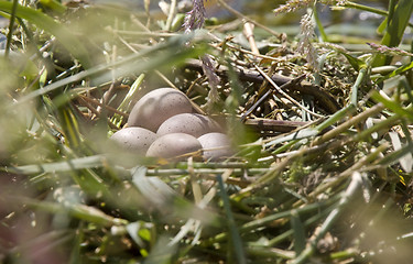 Image showing Horned Grebe Eggs