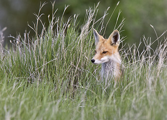 Image showing Young Fox Kit