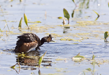 Image showing Grebe with Babies