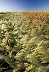 Image showing Prairie Crop with weeds